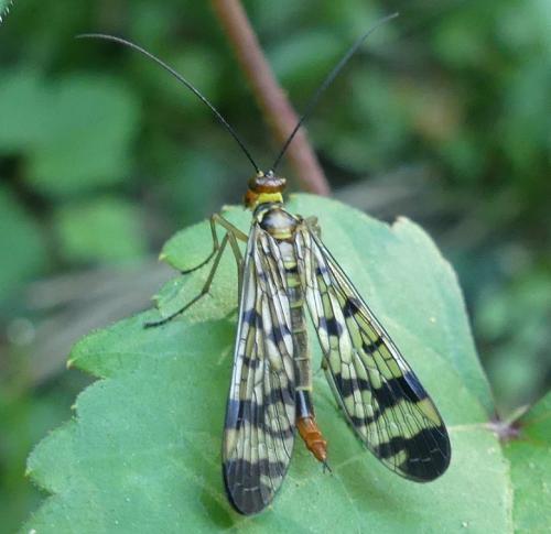 Panorpa sp.